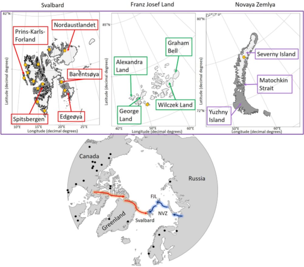 Ancient reindeer mitogenomes reveal island-hopping colonisation of the Arctic archipelagos - Scientific Reports