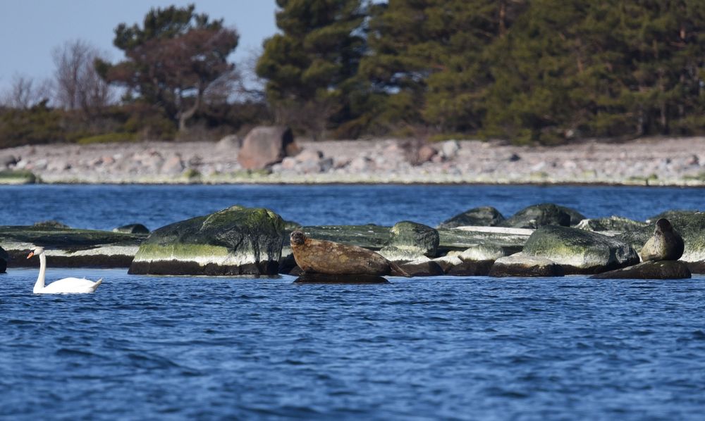 ringed seal photo 2