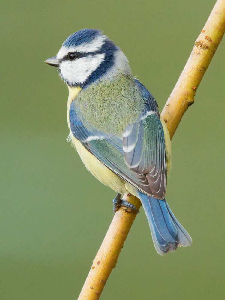 Hochkantbild: ein Vogel sitzt auf einem diagonal verlaufenden Zweig. Blaue Kopfplatte, schwarzer Augenstreif, dunkelblauer Schal im Nacken, Schwanz seher Blau, Rücken Grünlich, blaue Schulterfedern. Alle Federn frisch gemausert