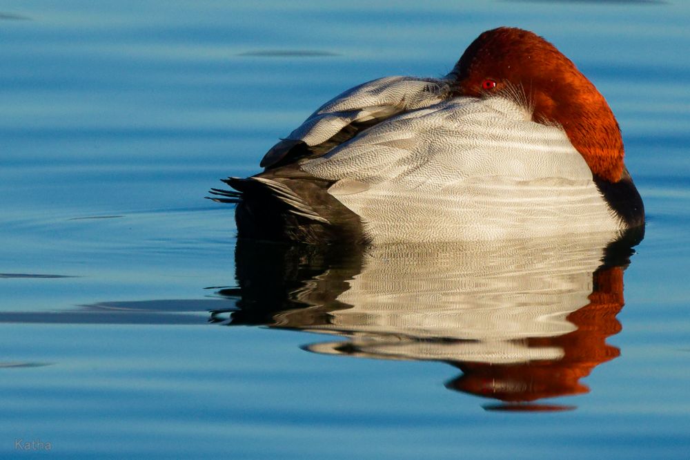 A male Pochard in the turqouise colored water, beak tucked under the wing, the red eye is open, locking to the left. the reflections are strong and nearly the same color like the real bird