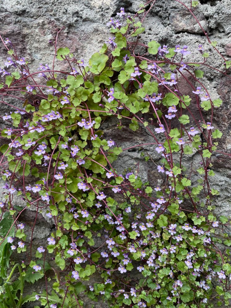 eine wand mit einem Teppich von kleinen helllila Blüten und runden grünen Blättern, lange Stiele zur Verbreitung
