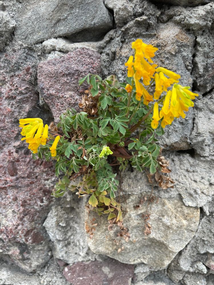 eine kleine Pflanze mit dunkelgrünen Blättern und warm gelb leuchtenden Blüten, ca. 10 an einem Stil, wächst in einer Mauerritze