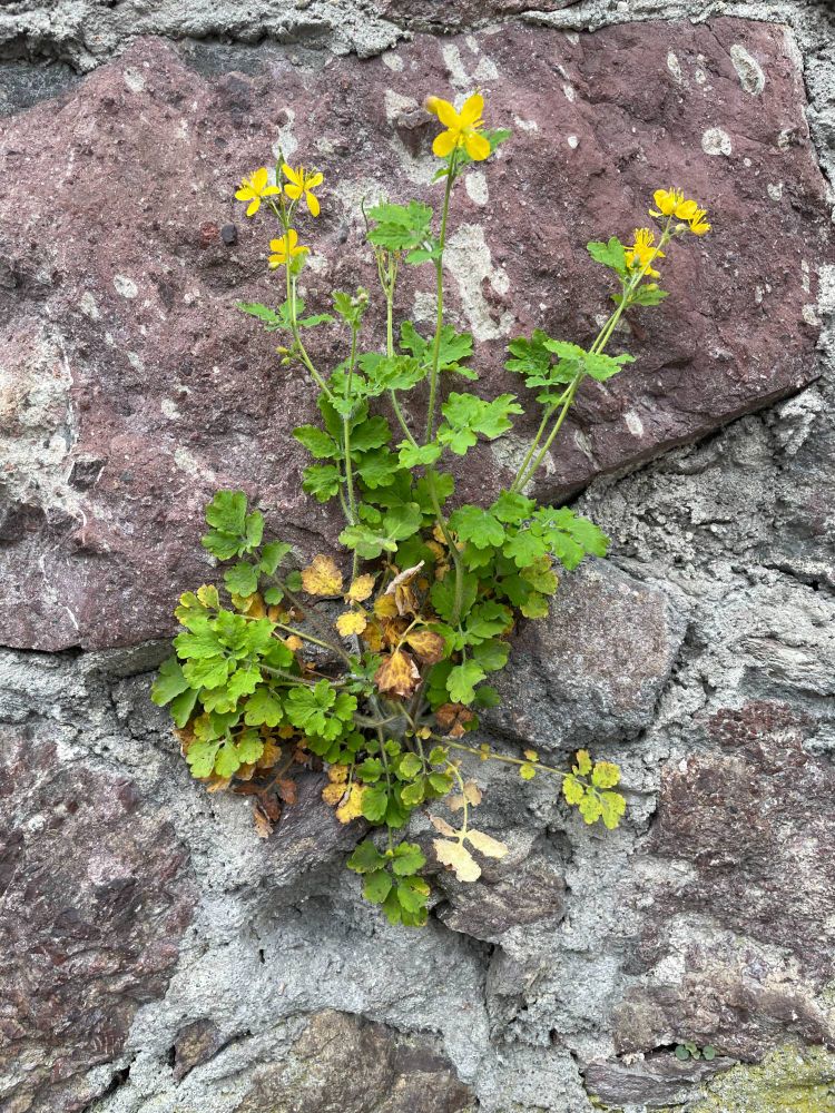 mauerritze mit einer zierlichen Pflanze, kleine zartgelbe Blüten an langen Stilen