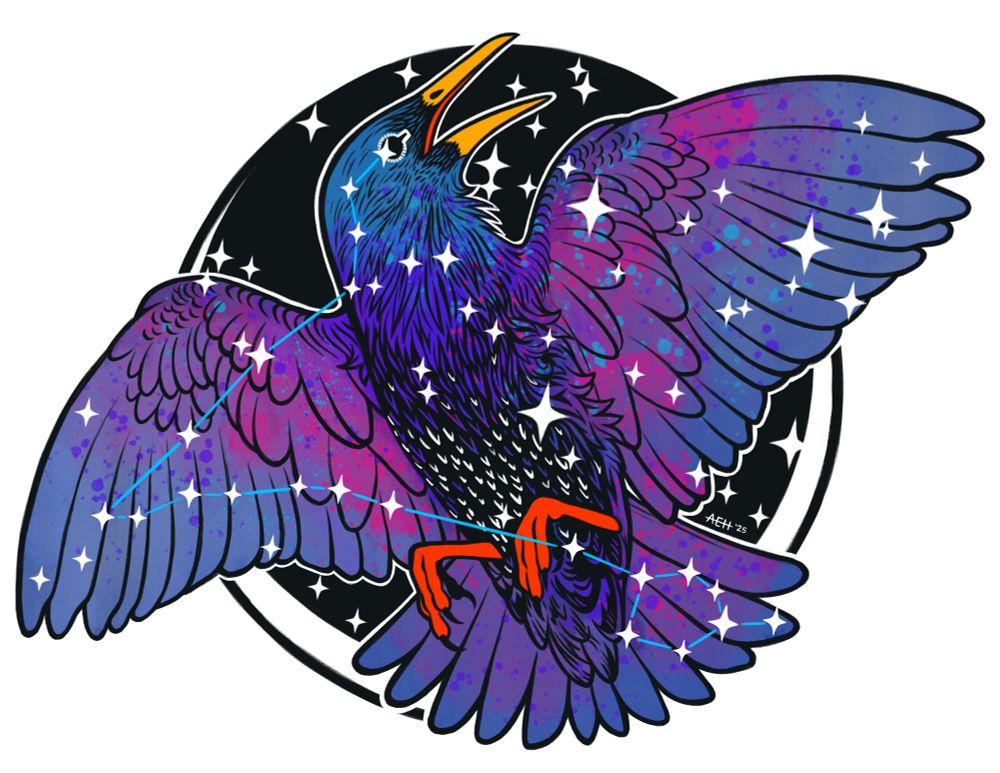 Illustration of a European Starling, wings open and full of stars with a thin crescent moon behind. The constellation of Pisces is contained within the bird.