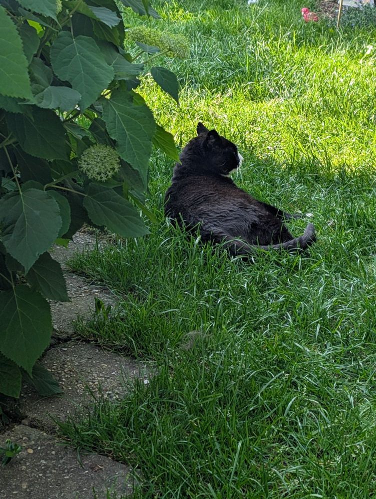 Black cat lying in the grass