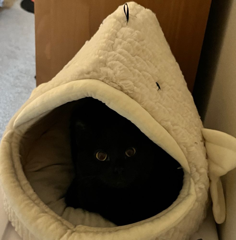 An all-black cat is laying inside of a cream-colored, plush, fish-shaped cat bed. The fish’s mouth is huge and what provides the opening into the dome-shaped bed. The shadows inside the bed make the cat blend in with the darkness, but two large, round, yellow eyes are visible, looking right at the camera. The cat’s expression is hard to read, but she looks curious and possibly amused or playful.