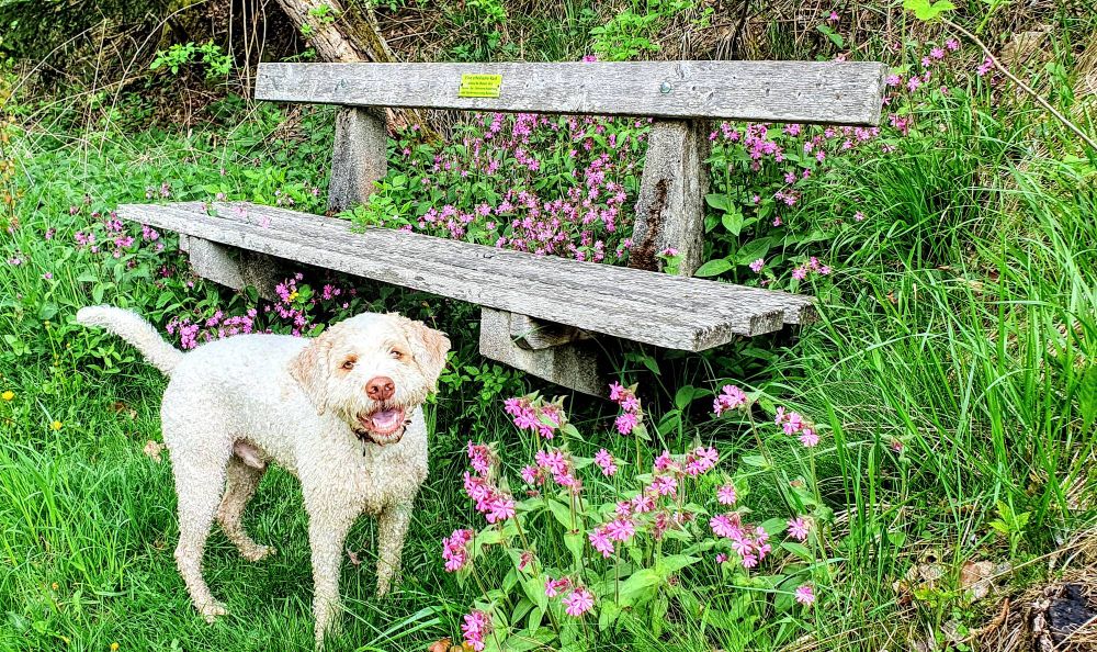 weißer lagotto vor einer mit rosa blumen umrandeten bank am wanderweg