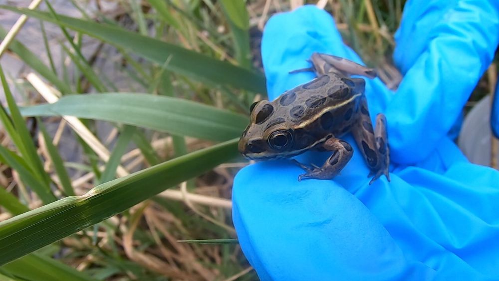 Endangered frogs hop from zoo back into wild