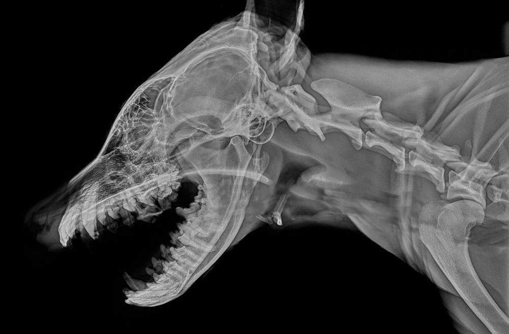 Animal x ray