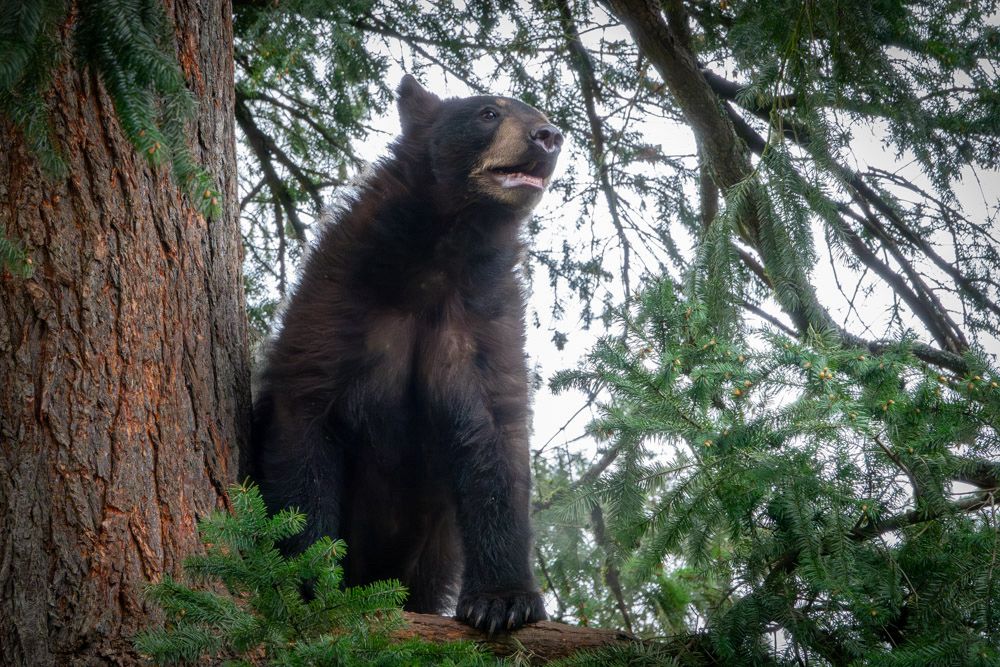 Black bear in a tree