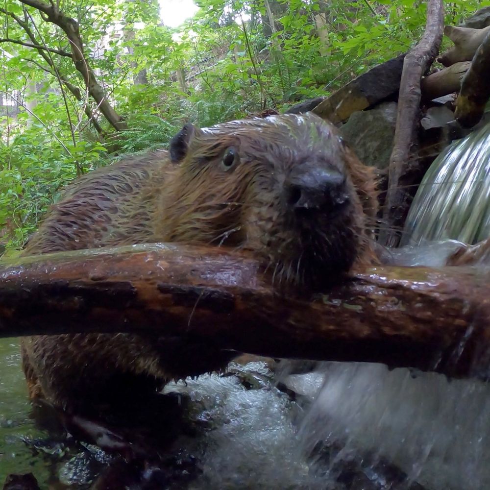 Beaver holding a big branch in its teeth