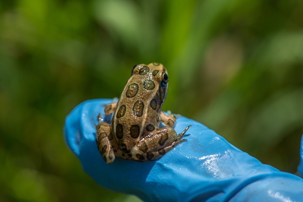 A small frog outside on a gloved finger