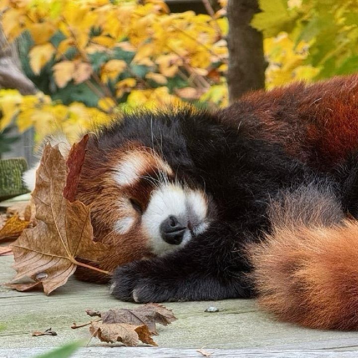 Red panda Moshu with a leaf on his head