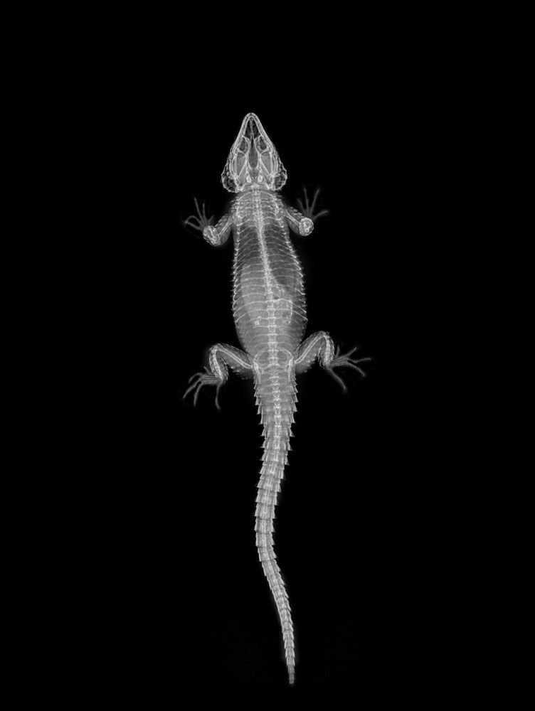 Animal x ray