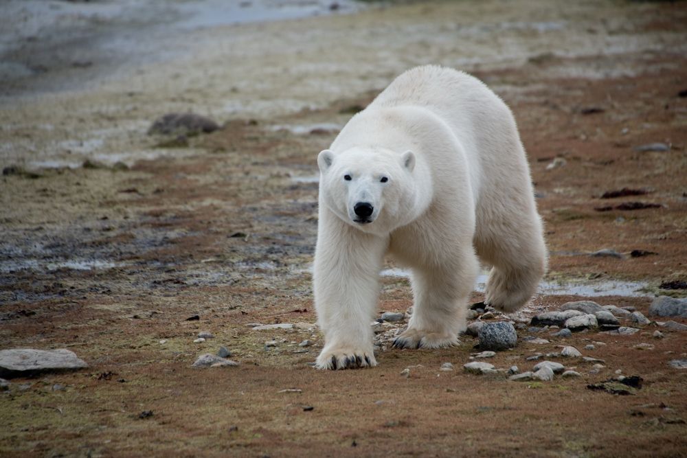 Polar bear