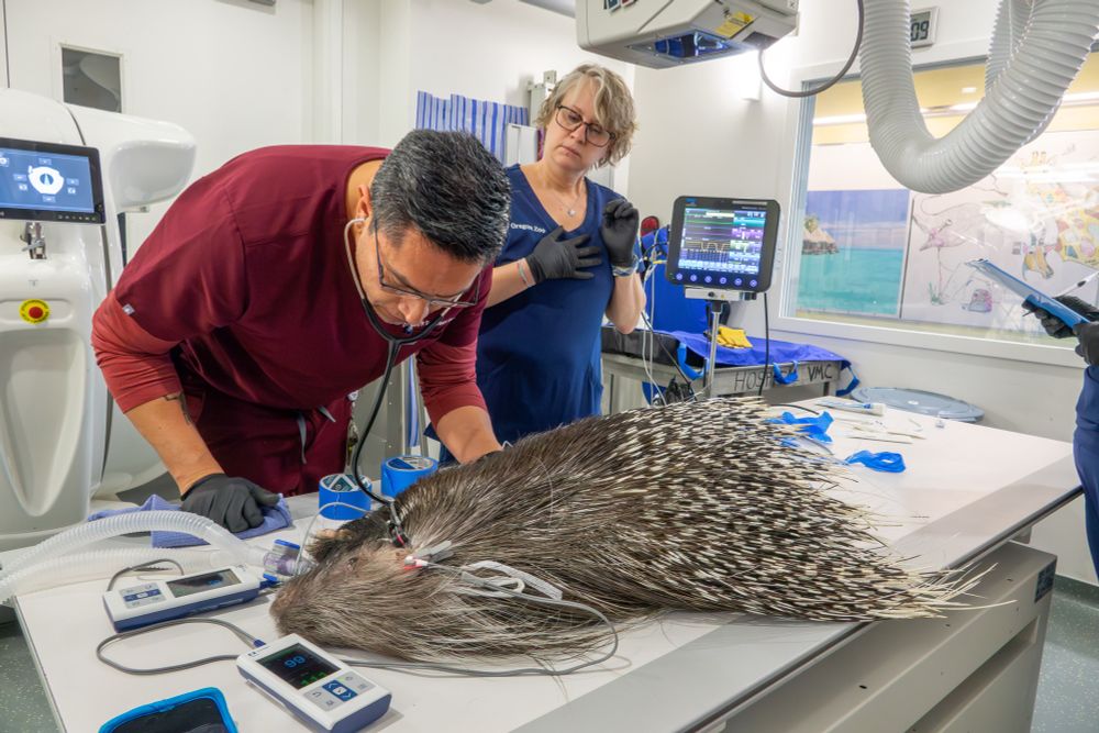 A vet tech with a porcupine
