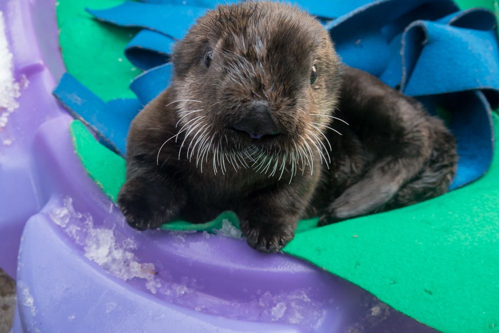 Sea otter pup looks at camera 