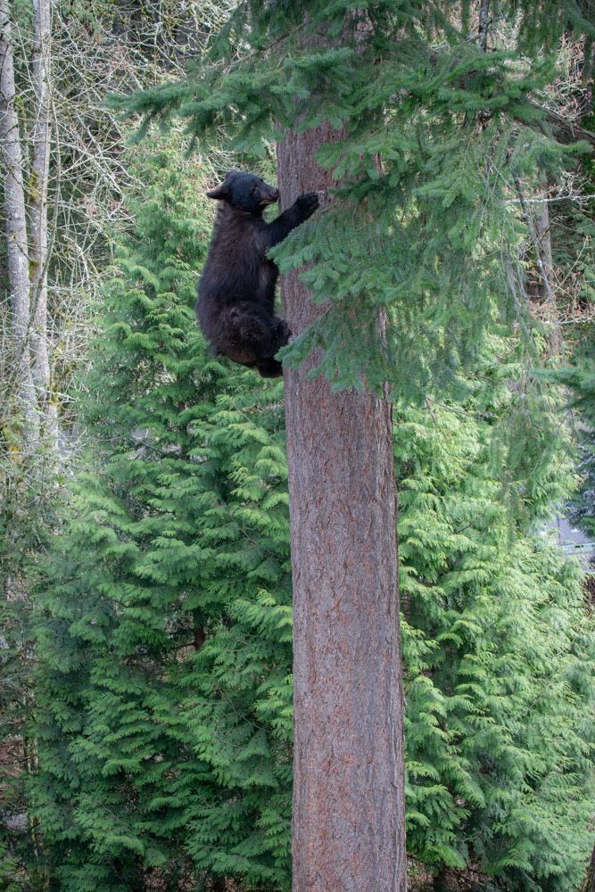 Black bear climbing a tree