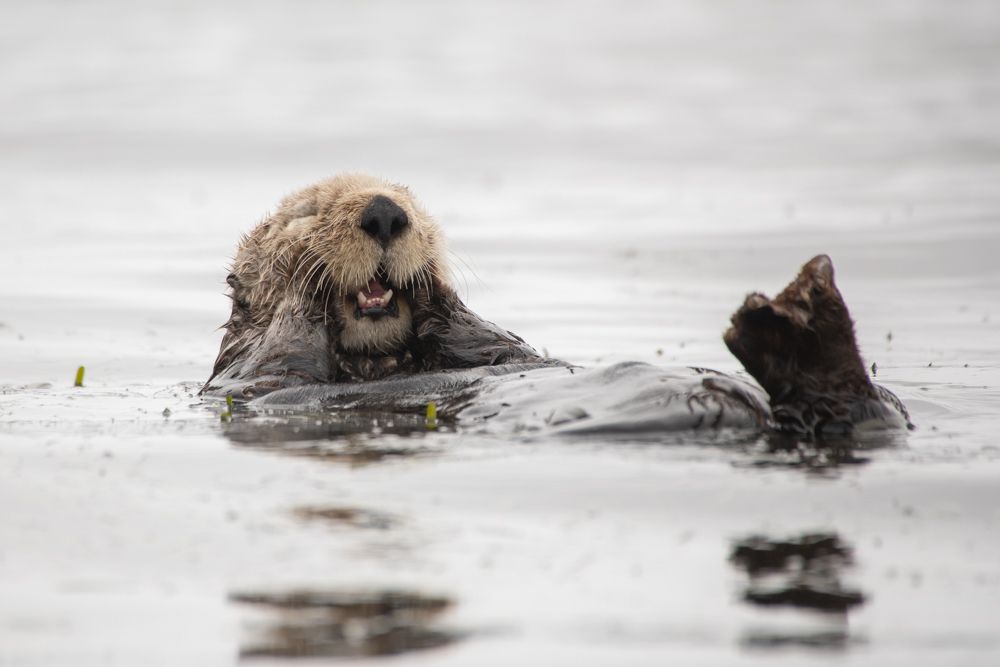 Sea otter 