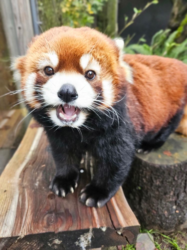 Moshu red panda stands with his mouth open