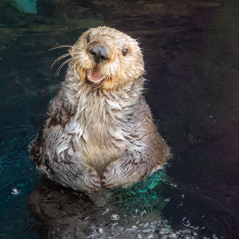 Sea otter Juno in the water with her mouth open