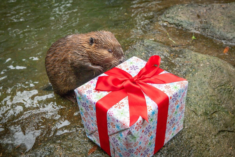 Beaver with wrapped package 
