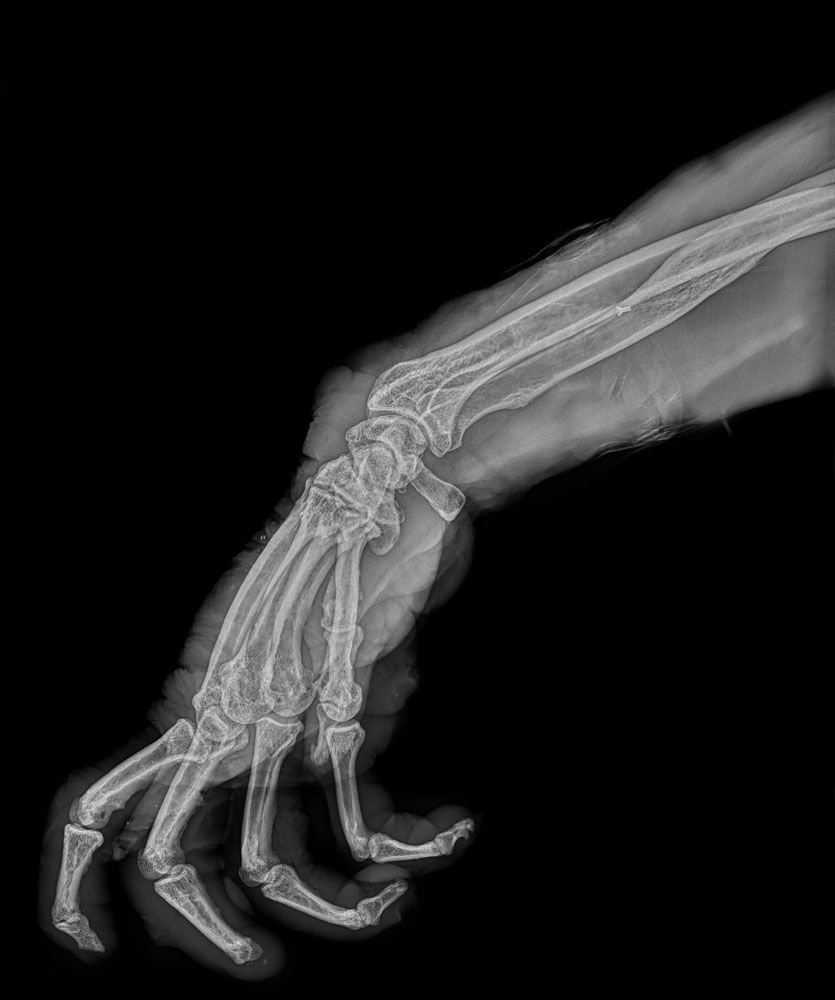 Animal x ray