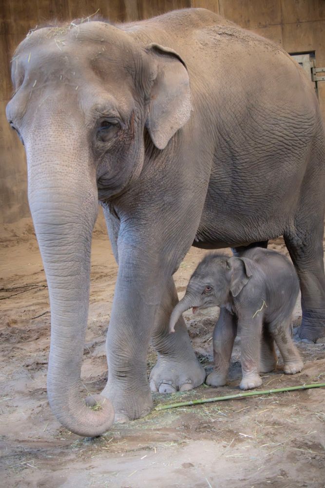 Newborn elephant calf by mom indoors 