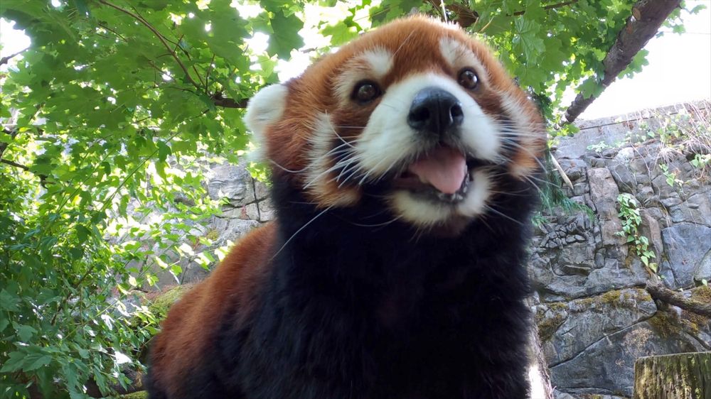 Red panda Moshu looks into the distance 