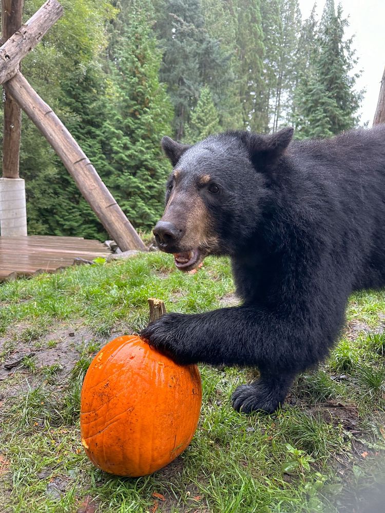 Black bear with a pumpkin 