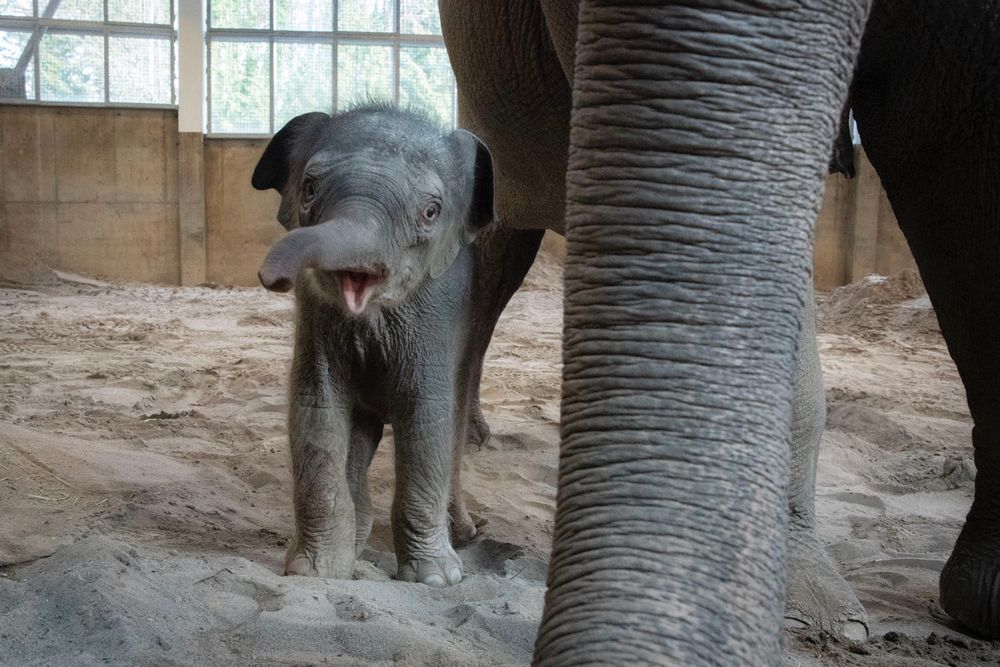 Elephant calf with trunk up 