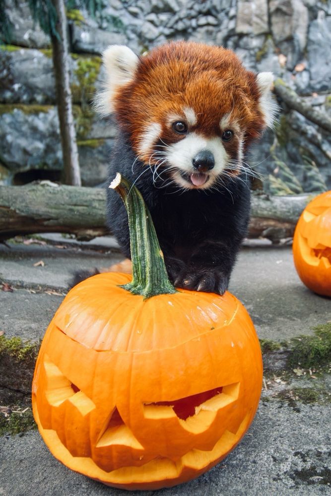 Red panda Moshu with a pumpkin