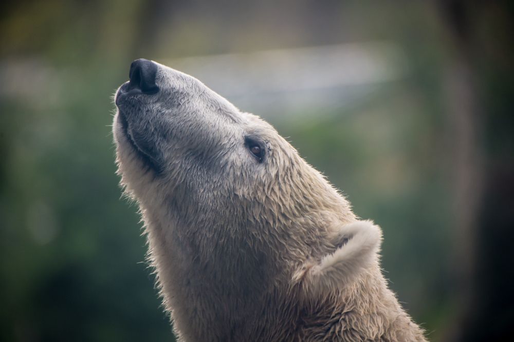 Polar bear outside looking up