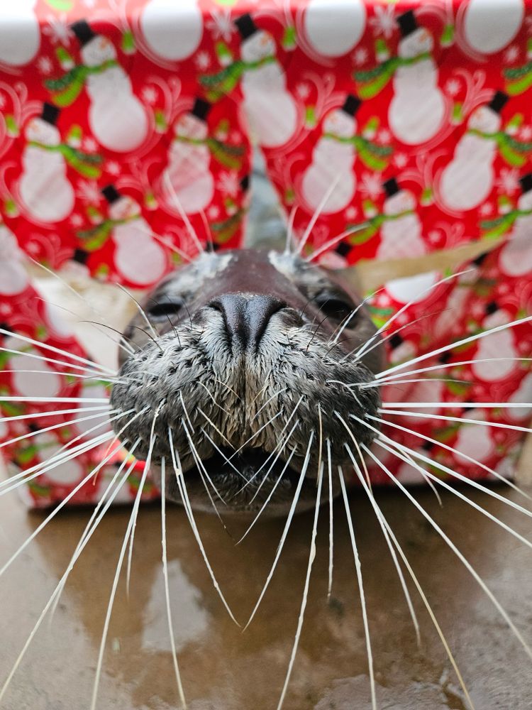 Seal with wrapping paper 