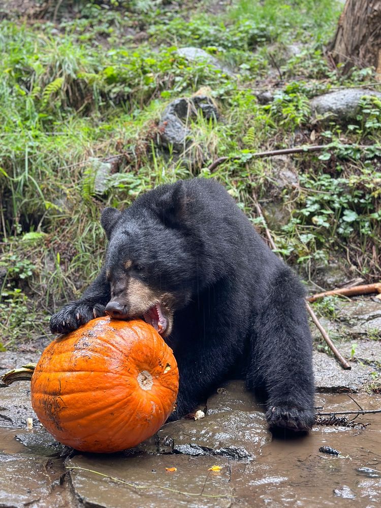 Black bear with a pumpkin