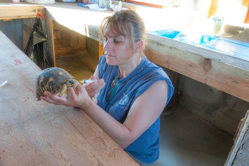 A vet tech with a tortoise
