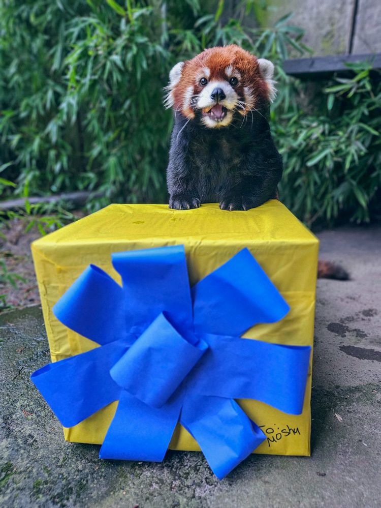 Red panda with wrapped package 