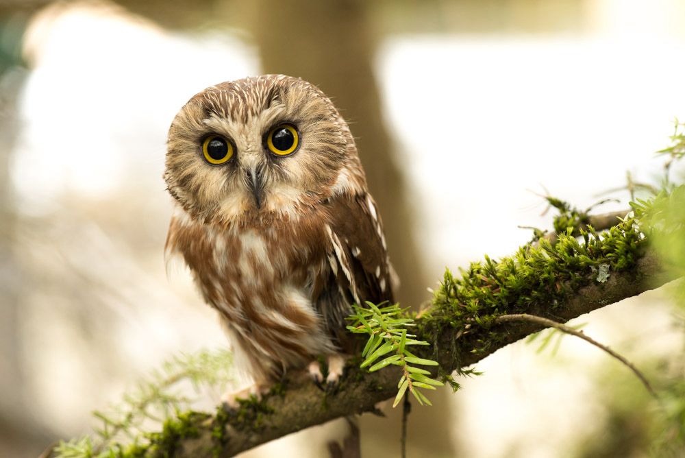 Saw-whet owl 