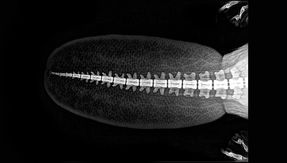 Animal x ray