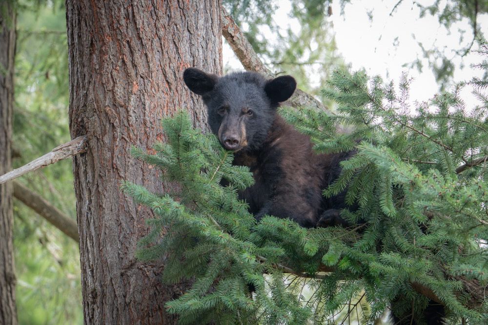 Black bear in a tree