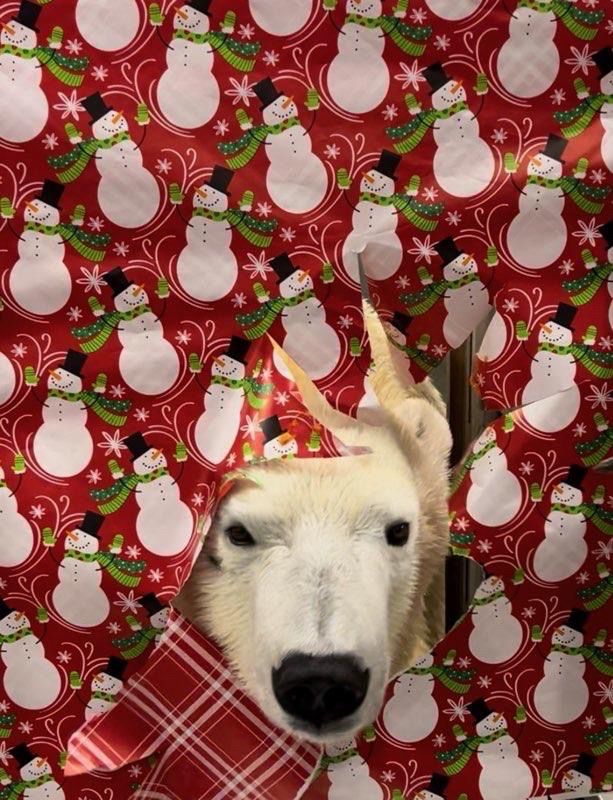 Polar bear with wrapping paper 