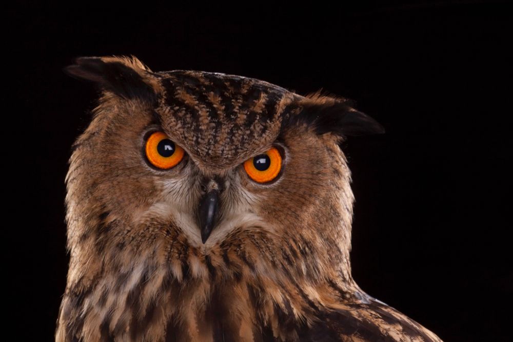 Eurasian eagle owl