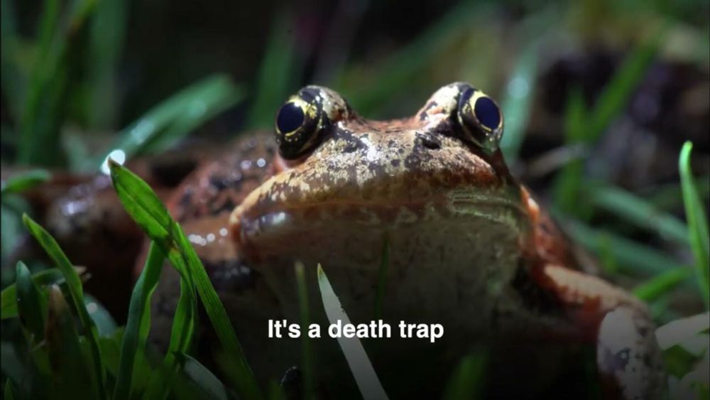 Frog Taxi | These Portland Frogs Hop A Cab To Safety