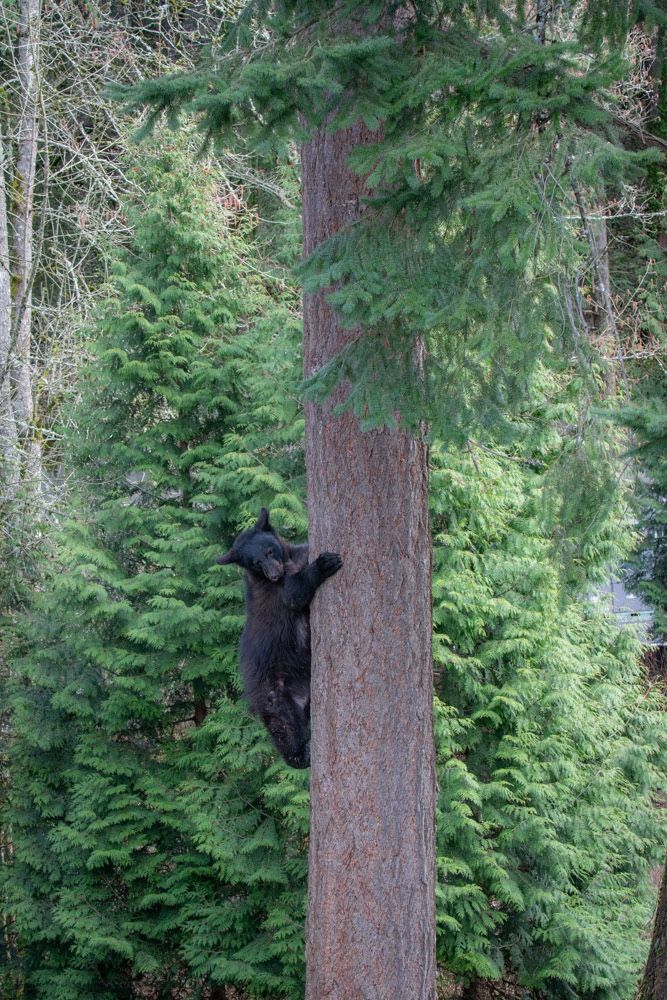 Black bear climbing a tree