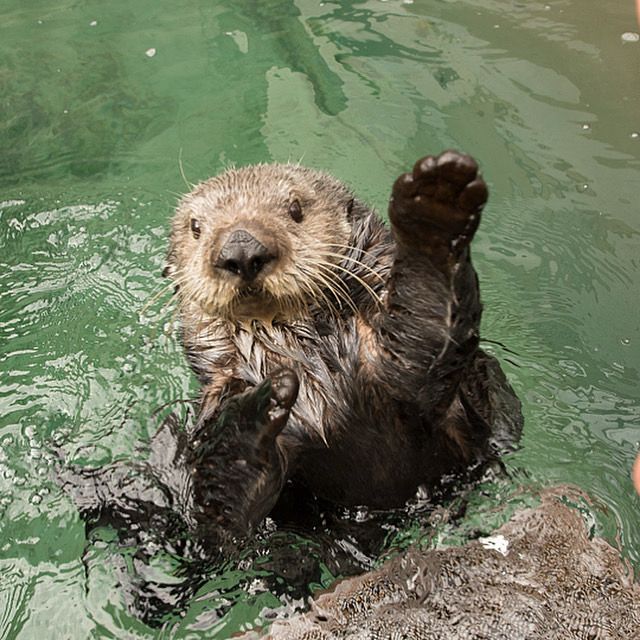 Sea otter with a paw up 