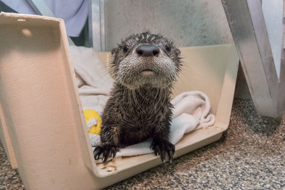 River otter pup looking at the camera 
