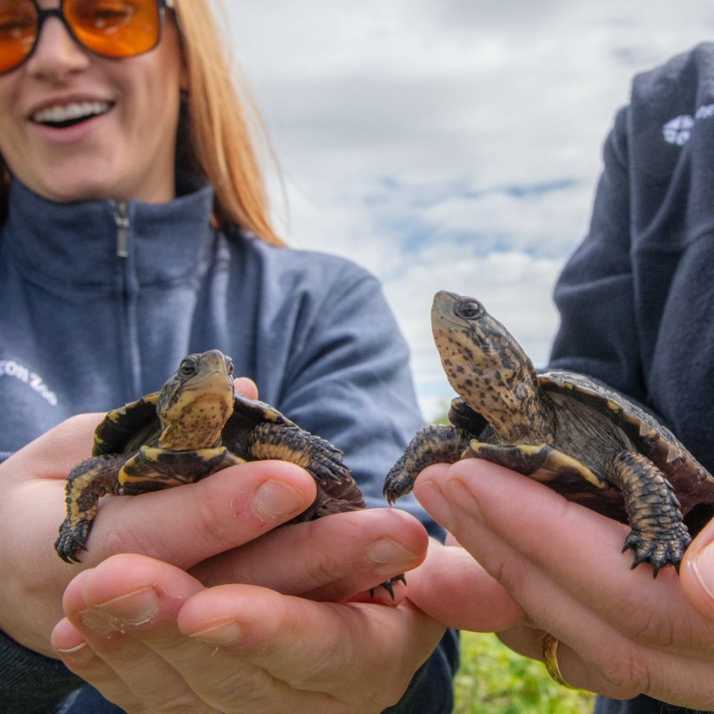 Two turtles being held by hands outside