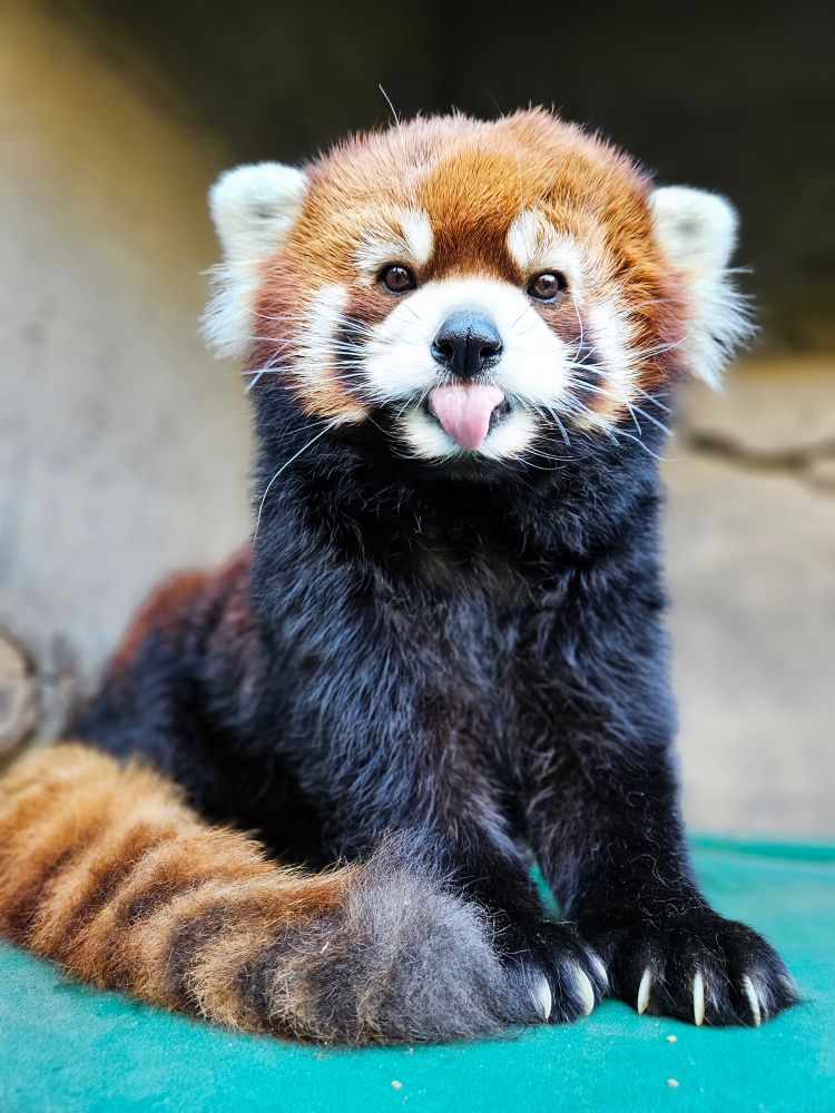 Moshu red panda with his tongue out