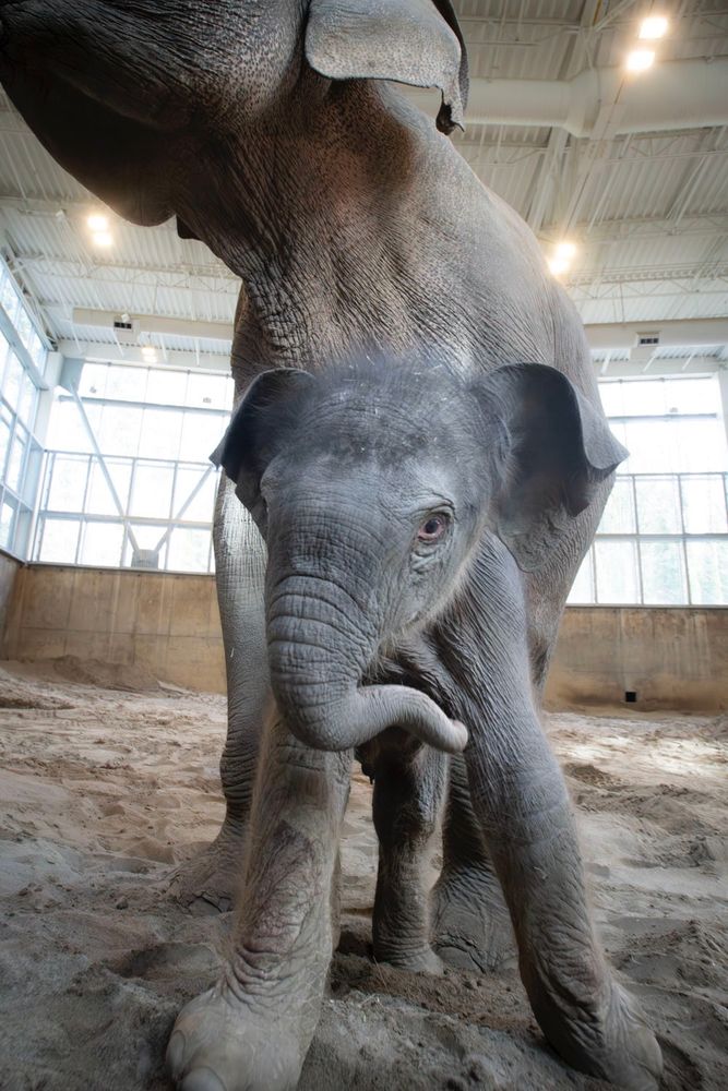 Elephant calf with trunk down