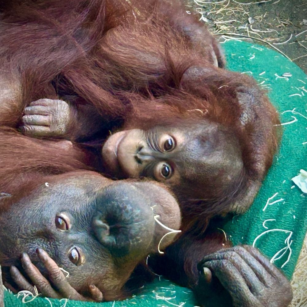 A mom and baby orangutan on a blanket